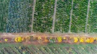 Symbolbild: Reihen mit jungen Nadel- und Laubbäumen sind am 19.10.2018 auf einer Plantage in der Forstbaumschule Lürssen in Brandenburg zu sehen. (Quelle: dpa/Patrick Pleul)