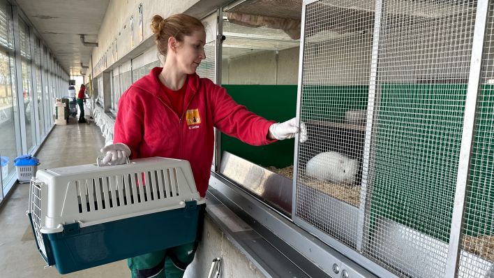 Tierpflegerin Nadine Lüdtke arbeitet am 15.03.2024 auf der ausgelasteten Kaninchenstation im Tierheim Falkenberg. (Quelle: rbb/Margarethe Neubauer)