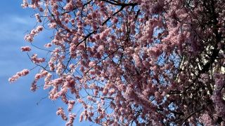 Kirschblüten blühen in Berlin