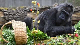 Archivbild: Die Gorilladame Fatou frisst das Obst, das sie im Berliner Zoo zu ihrem Geburtstag bekommen hat. (Quelle: dpa/Penschek)
