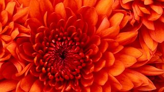 Chrysanthemen gehören zur Familie der Korbblütler (Quelle: imago)