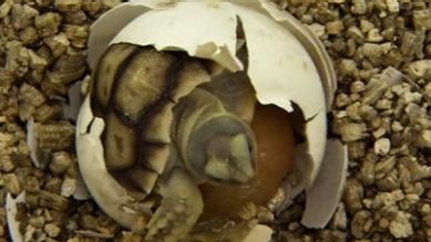 Eine gerade geschlüpfte Spornschildkröte, Quelle: rbb