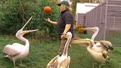 Pelikane spielen Ball, Quelle: rbb