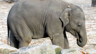 Der kleine Elefant Koraya, Quelle: rbb