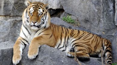Tiger Darius im Tierpark, Quelle: T. Ernst, rbb
