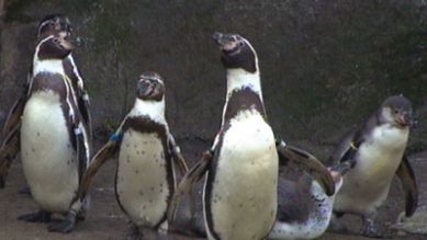 Fünf Humboldt-Pinguine, Quelle: rbb