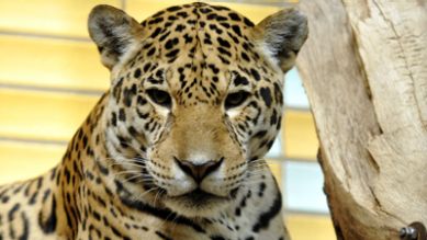 Jaguar Valdivia, Quelle: T.Ernst