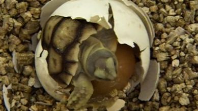 Eine gerade geschlüpfte Spornschildkröte, Quelle: rbb