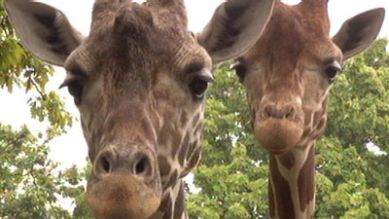 Zwei Giraffen gucken in die Kamera, Quelle: rbb