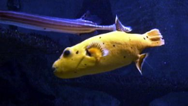 Ein Zitronenkugelfisch im Aquarium, Quelle: rbb