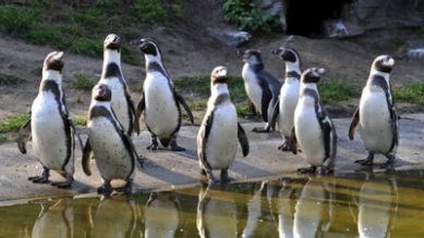 Pinguine, Quelle: rbb