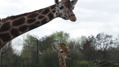 Giraffe mit Baby, Quelle: rbb