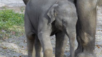 Elefantenmädchen Koraya, Quelle: rbb