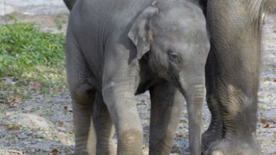 Elefantenmädchen Koraya, Quelle: rbb
