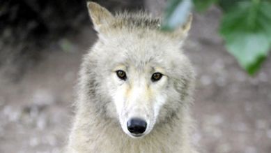 Polarwolf aus dem Zoo Berlin, Quelle: T.Ernst, rbb