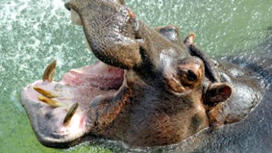 Ein Flusspferd im Wasser, Quelle: T. Ernst, rbb