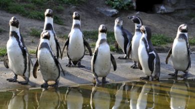 Pinguine stehen am Wasser, Quelle: rbb