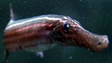 Ein Trompetenfisch, Quelle: rbb