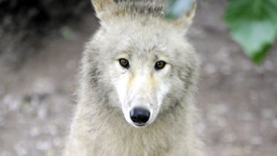 Polarwolf aus dem Zoo Berlin, Quelle: T.Ernst, rbb