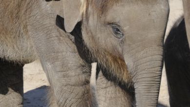 Elefantenjunge Dimas, Quelle: T.Ernst, rbb