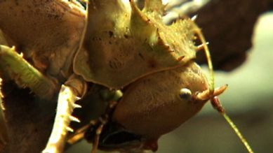 Eine Drachenkopfheuschrecke, Quelle: rbb