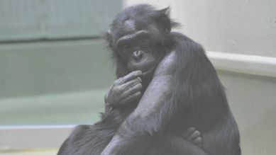 Eine Bonobo-Mutter mit Kind, Foto: Thomas Ernst