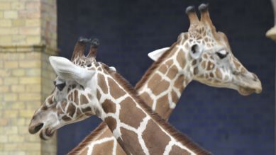 Zwei Giraffen, Foto: Thomas Ernst