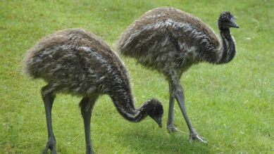 Zwei Emu-Kinder, Foto: Thomas Ernst