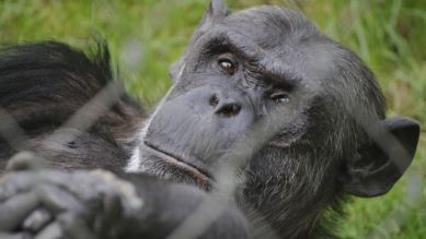 Ein Schimpanse liegt im Gras, Quelle: Thomas Ernst