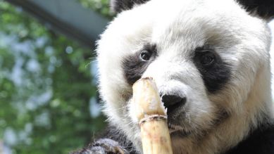 Panda Bao Bao, Quelle: Thomas Ernst