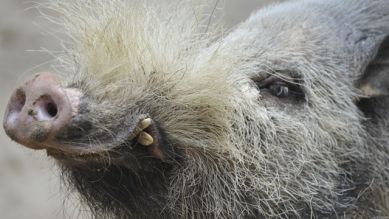 Ein Bartschwein, Foto: Thomas Ernst