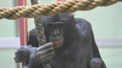 Bonobo-Mann Limbuko, Foto: Thomas Ernst
