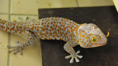 Ein Gecko, Foto: Thomas Ernst