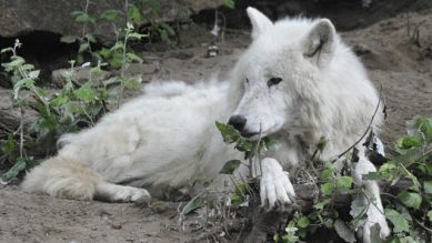 Ein Polarwolf, Quelle: Thomas Ernst