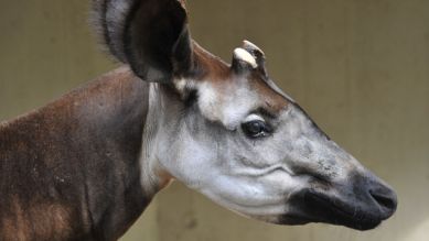 Okapi-Mann Sandoa, Foto: Thomas Ernst