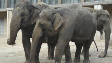 Drei Elefantendamen, Foto: Thomas Ernst