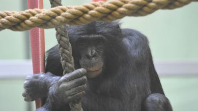Bonobo-Mann Limbuko, Foto: Thomas Ernst