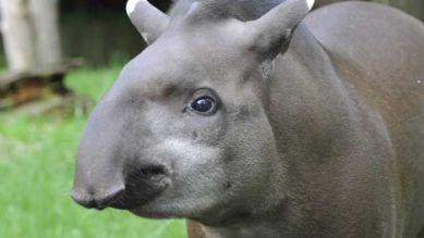 Ein Tapir, Foto: Thomas Ernst