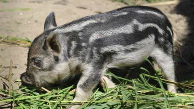 Ein Wollschwein Ferkel, Foto: Thomas Ernst