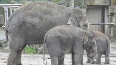 Elefantenmama mit ihren beiden Kindern, Foto: Thomas Ernst