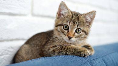 Junge Katze sitzt auf einer Sofa-Lehne, Foto: Colourbox