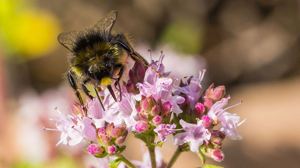 Biene auf einer Blüte, Bild: Colourbox/Henrik Sorensen