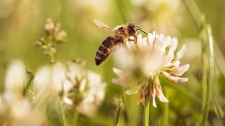 Honig-Biene sammelt Pollen von einer Blume, Foto: Colourbox