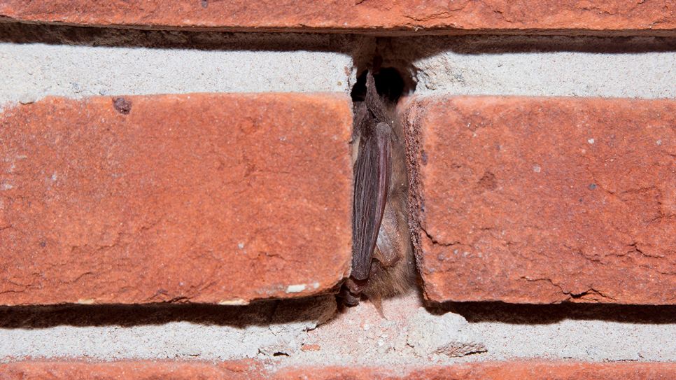 Braune Langohrfledermaus beim Winterschlaf in einer Mauernische, Bild: imago images