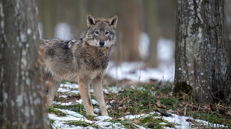 Ein Wolf steht im Wald, Foto: Colourbox