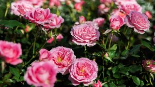 Rosen im Garten, Foto: Colourbox