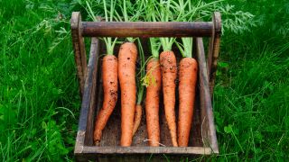Karotten im Korb, Foto: Colourbox