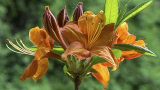 Orangefarbene Blüten der Azalee (Azalea); (Quelle: imago)