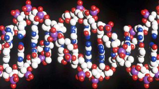 Modell eines menschlichen DNA-Stranges mit der doppelten Helix-Struktur (Bild: DPA]