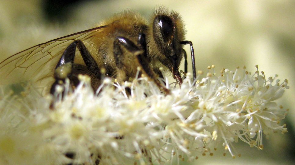 Biene auf Blüte; Foto: © Carsten Kampf
